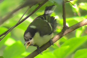 Japanese Tit 航空公園 Thu, 5/4/2023