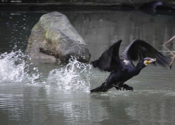 カワウ エコパの森 2023年5月4日(木)