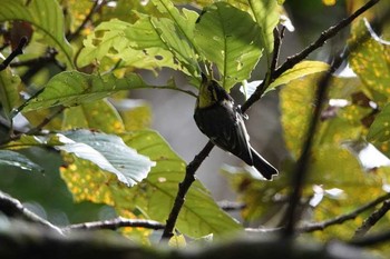 セボシカンムリガラ ドイ・インタノン国立公園 2018年6月8日(金)