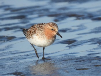 Red-necked Stint Sambanze Tideland Wed, 5/3/2023