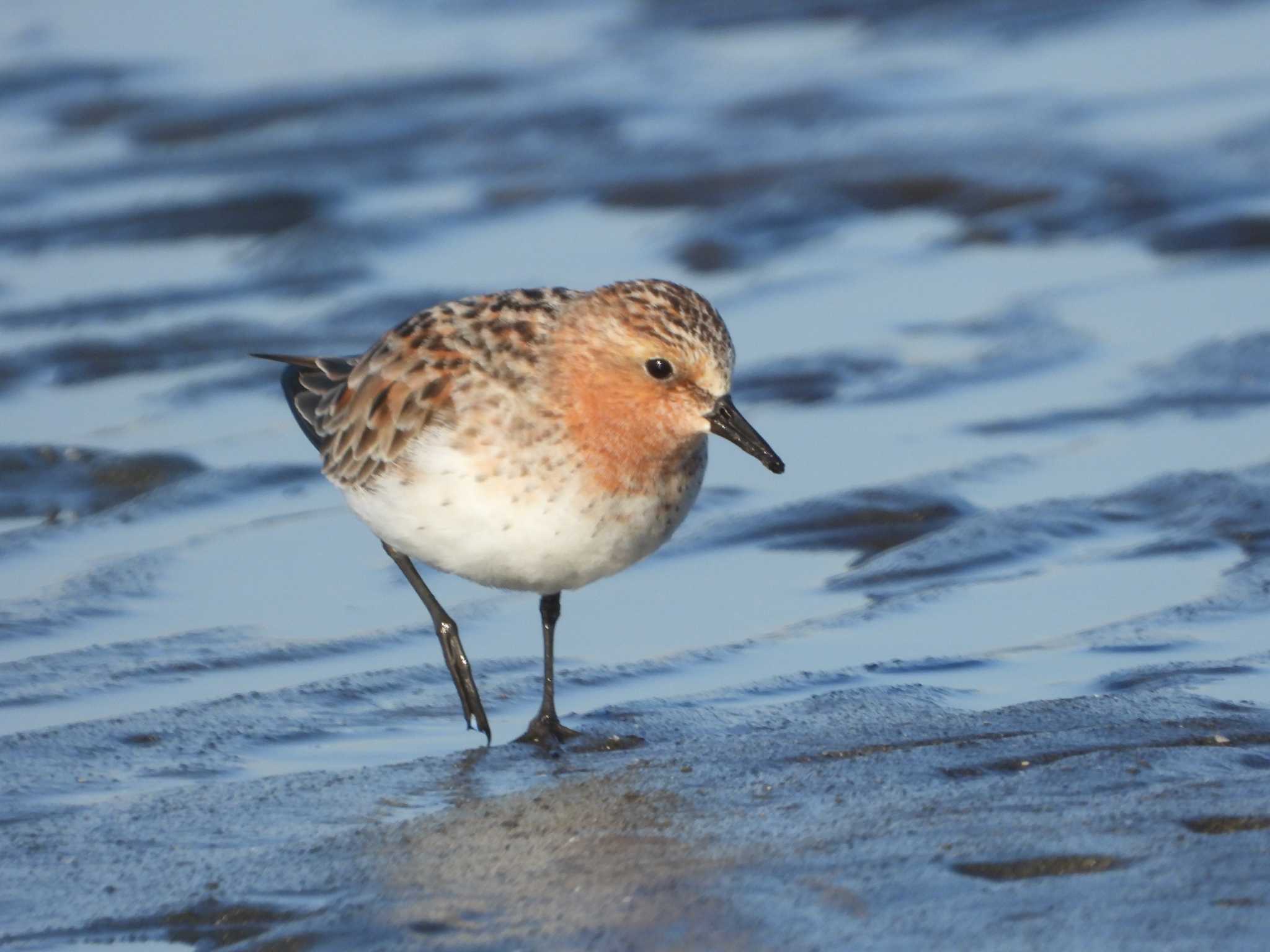 Photo of Red-necked Stint at Sambanze Tideland by このはずく