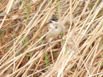 Common Reed Bunting 札幌モエレ沼公園 Thu, 5/4/2023