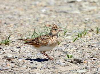 2023年5月2日(火) 新川河口(札幌市)の野鳥観察記録