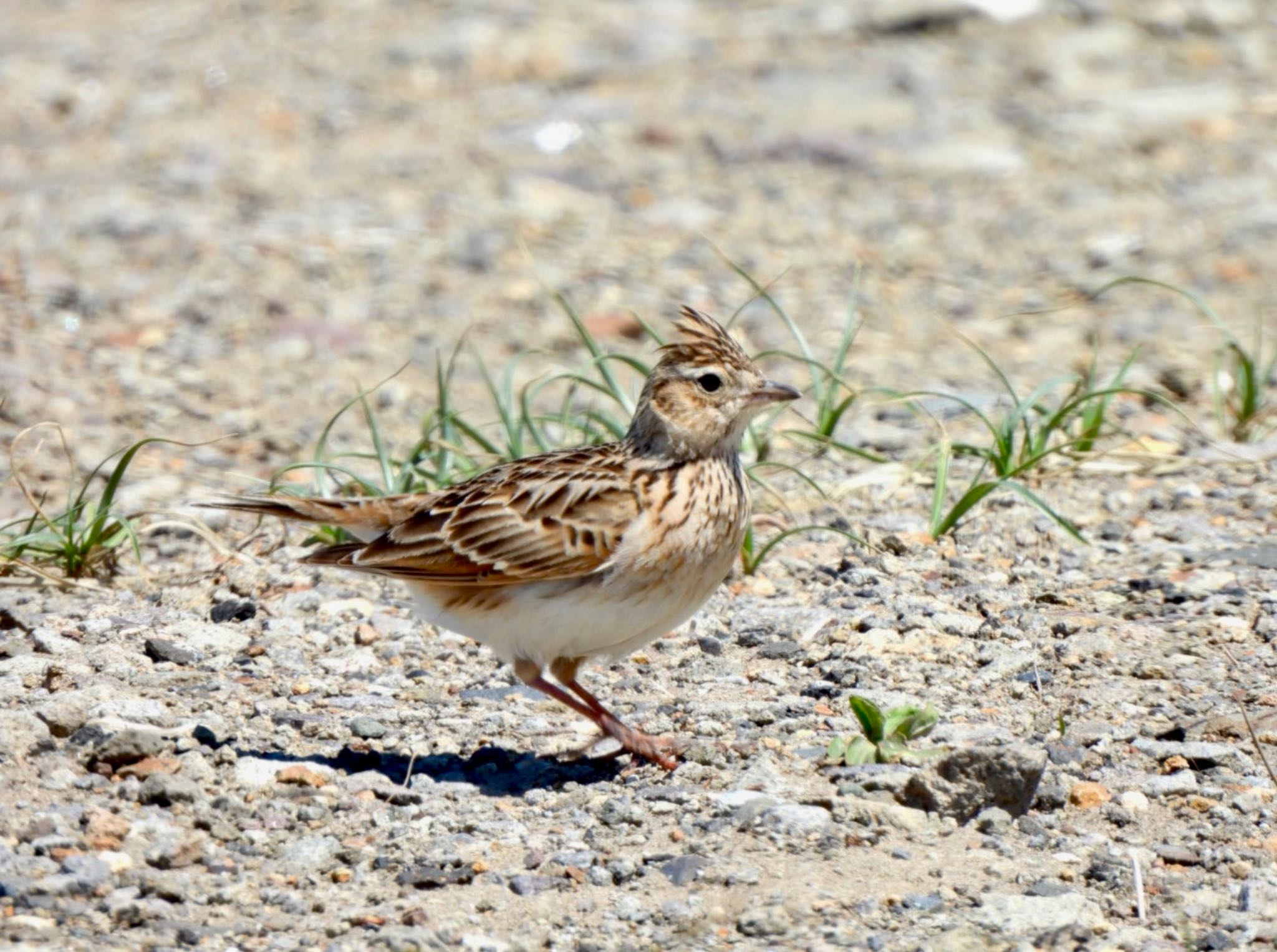 Eurasian Skylark