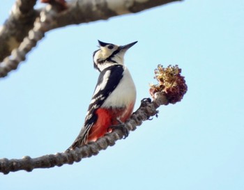 Great Spotted Woodpecker Nishioka Park Sun, 4/30/2023