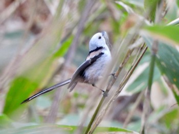 Long-tailed tit(japonicus) Nishioka Park Fri, 4/28/2023