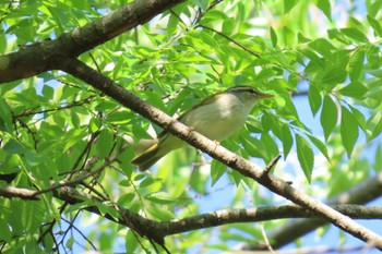 Eastern Crowned Warbler Mizumoto Park Wed, 5/3/2023