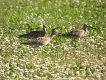 Eurasian Whimbrel 淀川河川公園 Thu, 5/4/2023