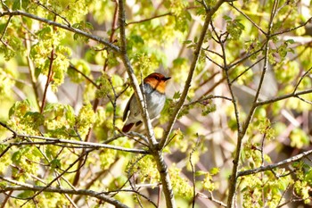 Japanese Robin 八ヶ岳 Tue, 5/2/2023