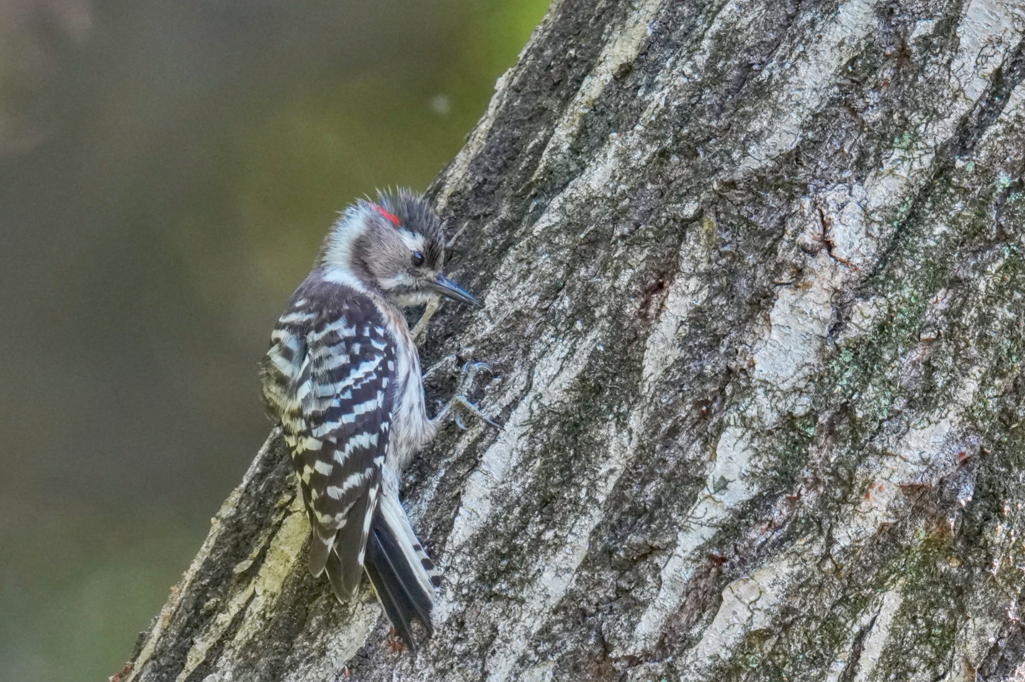 Japanese Pygmy Woodpecker