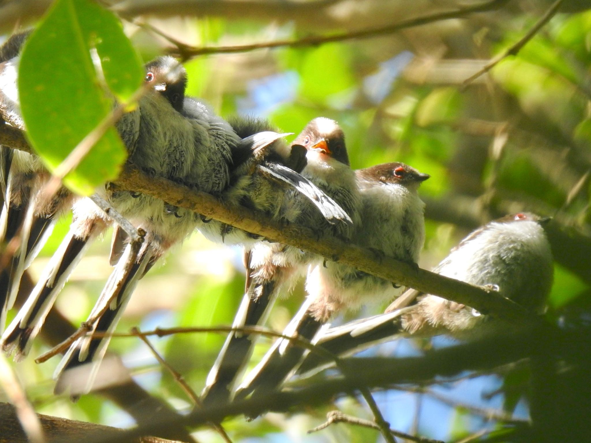 東京港野鳥公園 エナガの写真 by AMEMIYASATO