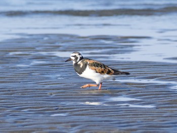 キョウジョシギ ふなばし三番瀬海浜公園 2023年5月4日(木)