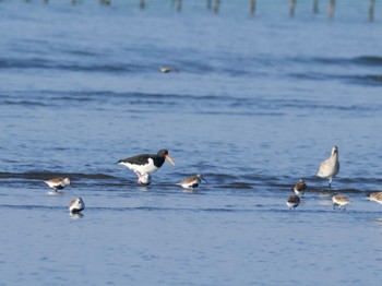 ミヤコドリ ふなばし三番瀬海浜公園 2023年5月4日(木)