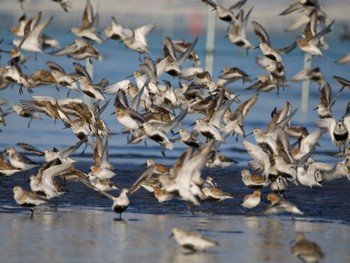 2023年5月4日(木) ふなばし三番瀬海浜公園の野鳥観察記録