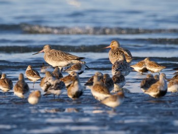 オオソリハシシギ ふなばし三番瀬海浜公園 2023年5月4日(木)