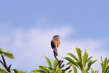 2018年6月16日(土) 五主海岸の野鳥観察記録