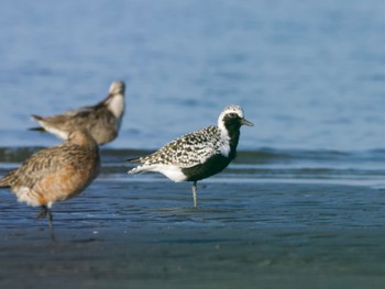 ダイゼン ふなばし三番瀬海浜公園 2023年5月4日(木)