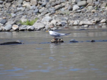 2023年5月4日(木) 相模大堰の野鳥観察記録