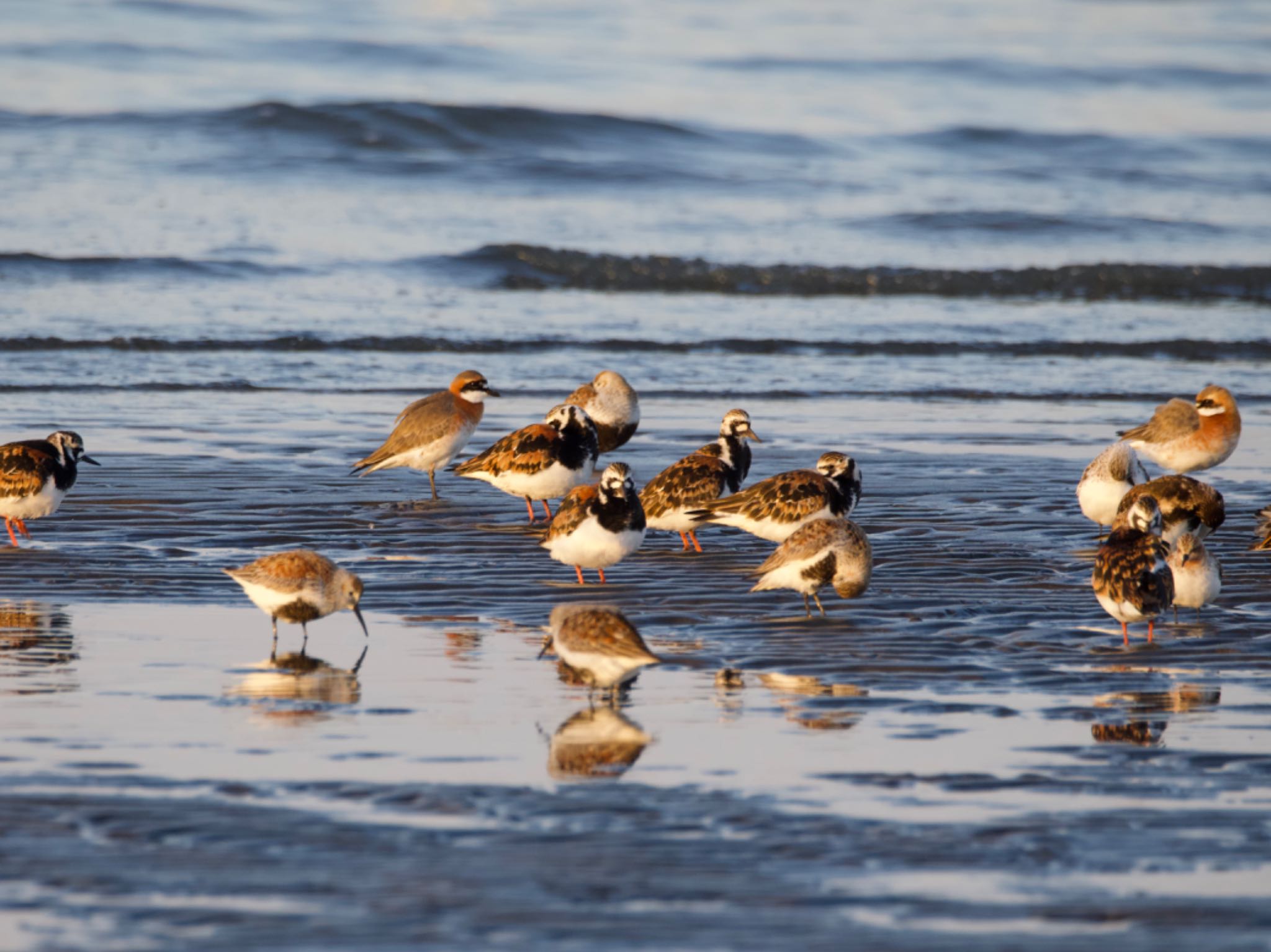 ふなばし三番瀬海浜公園 キョウジョシギの写真 by スキーヤー