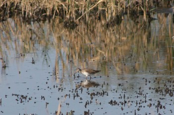 2009年10月12日(月) 五主海岸の野鳥観察記録