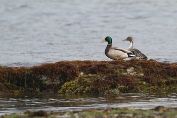 2023年5月4日(木) 北海道　函館市　志海苔海岸の野鳥観察記録