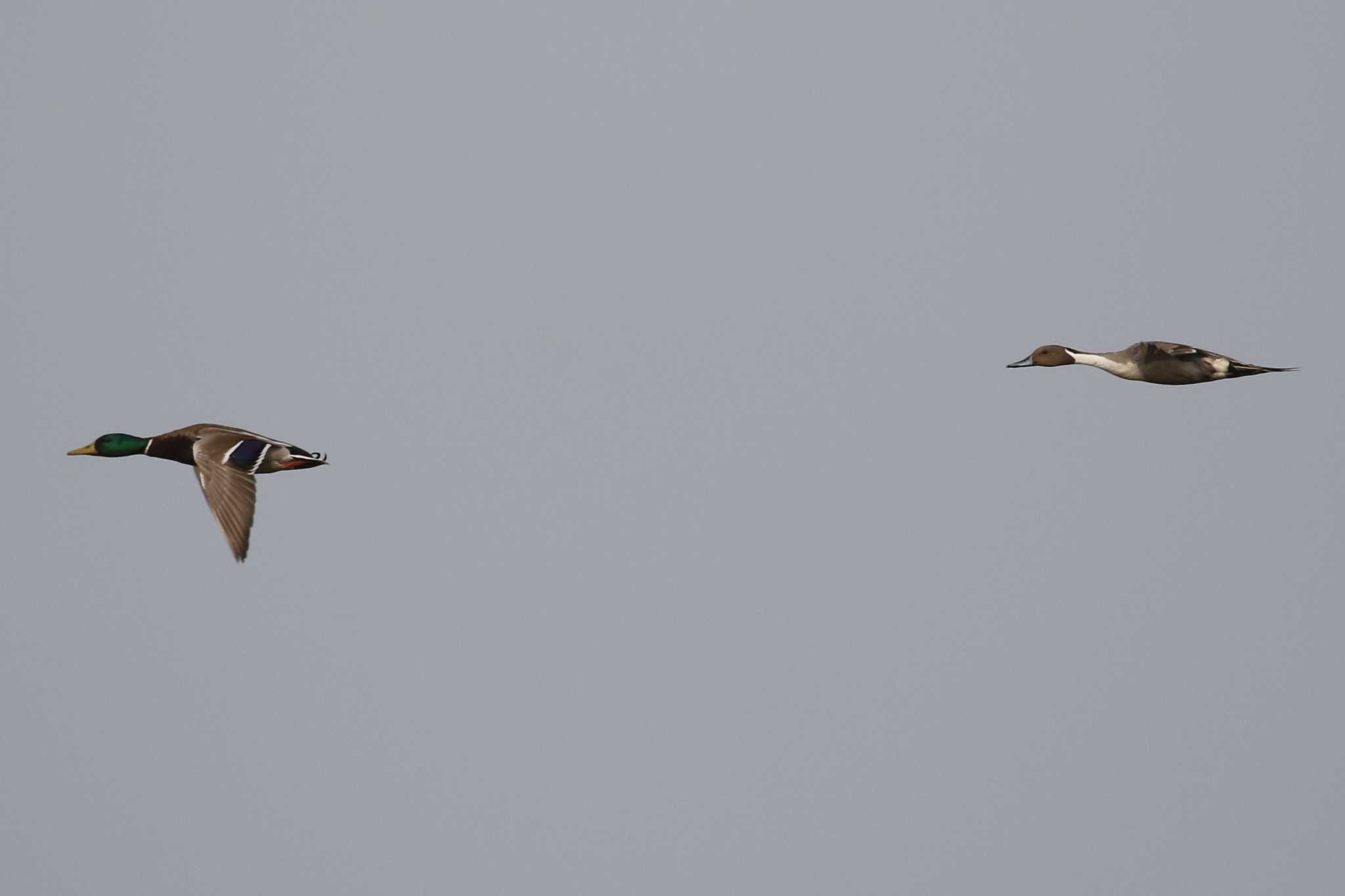 Northern Pintail