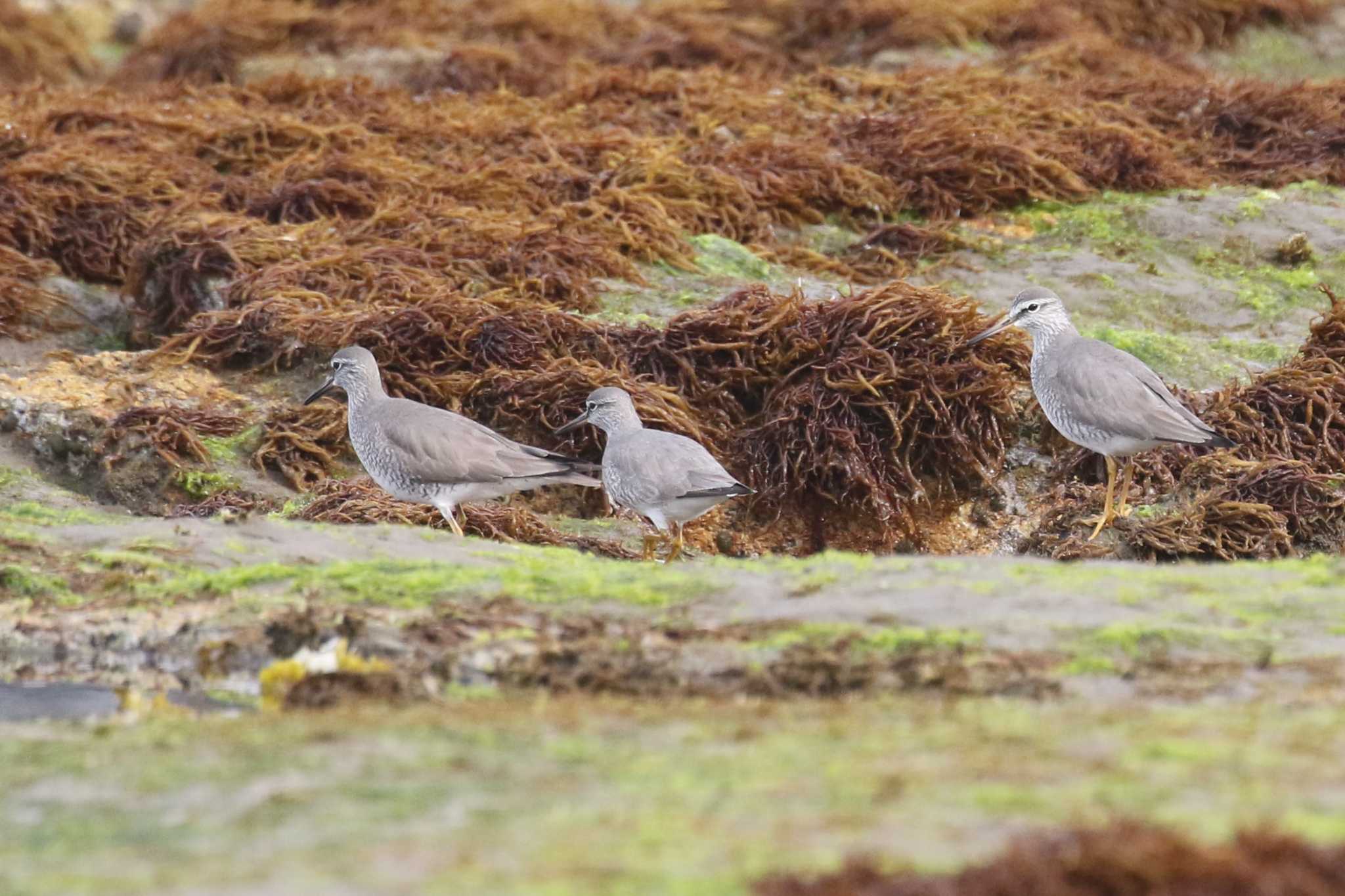 Grey-tailed Tattler