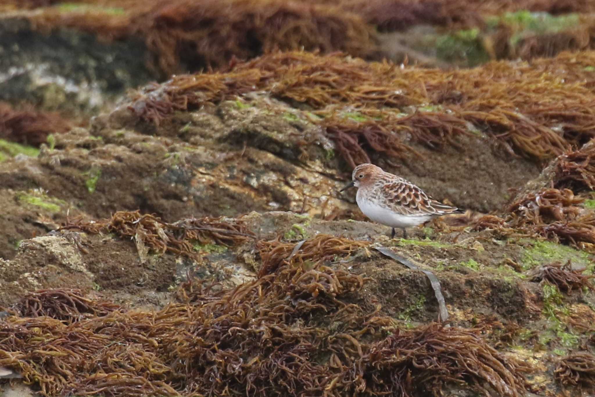 Red-necked Stint