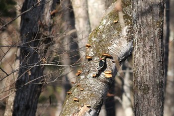 Great Spotted Woodpecker Togakushi Forest Botanical Garden Fri, 10/28/2011