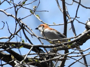 ニュウナイスズメ 裏磐梯 2023年5月4日(木)