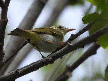 Eastern Crowned Warbler 札幌モエレ沼公園 Thu, 5/4/2023