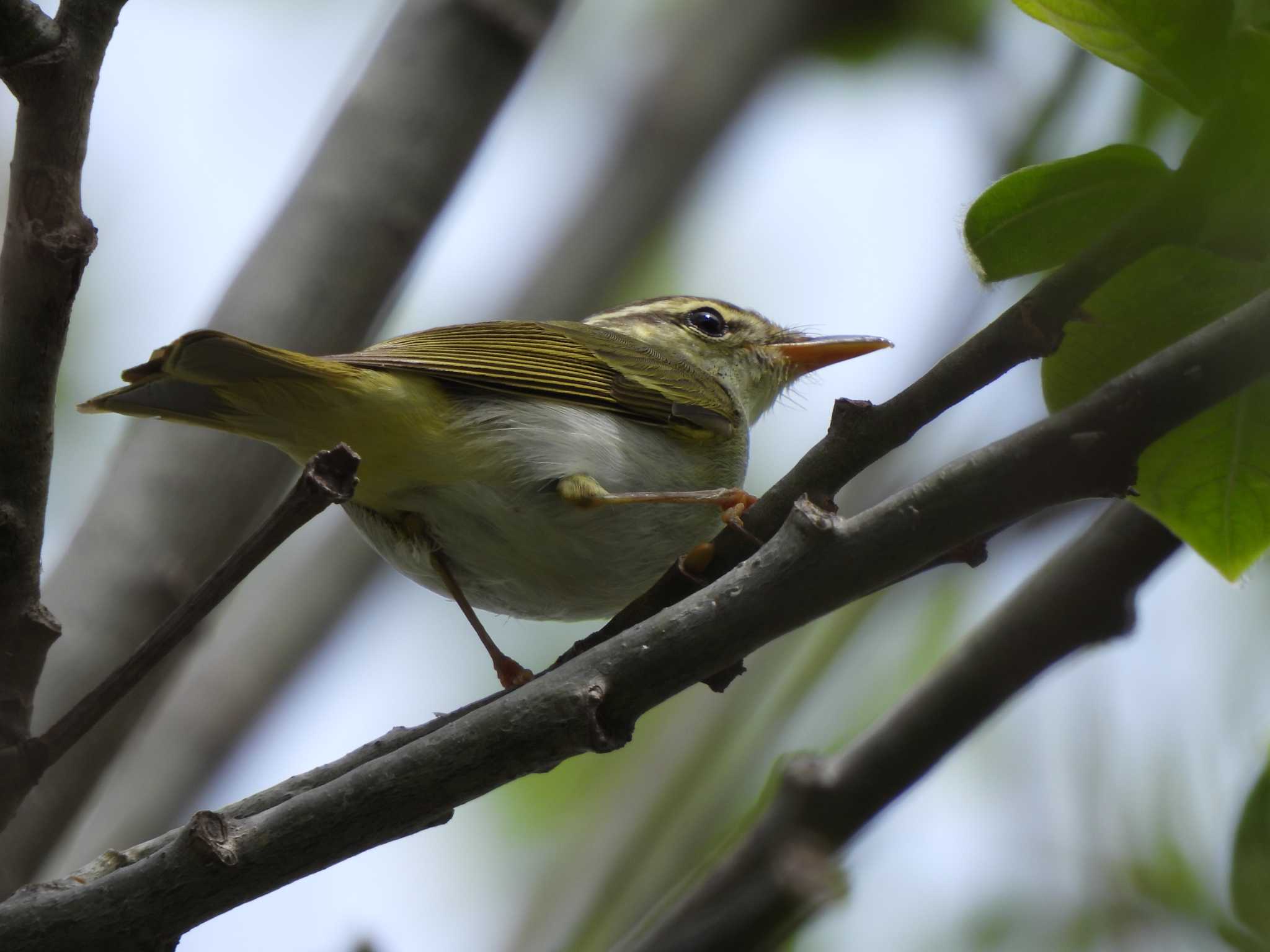 Photo of Eastern Crowned Warbler at 札幌モエレ沼公園 by Ko Sato