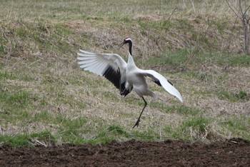 タンチョウ 陸別町 2023年4月30日(日)