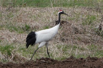 タンチョウ 陸別町 2023年4月30日(日)