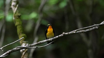 Narcissus Flycatcher Arima Fuji Park Thu, 5/4/2023