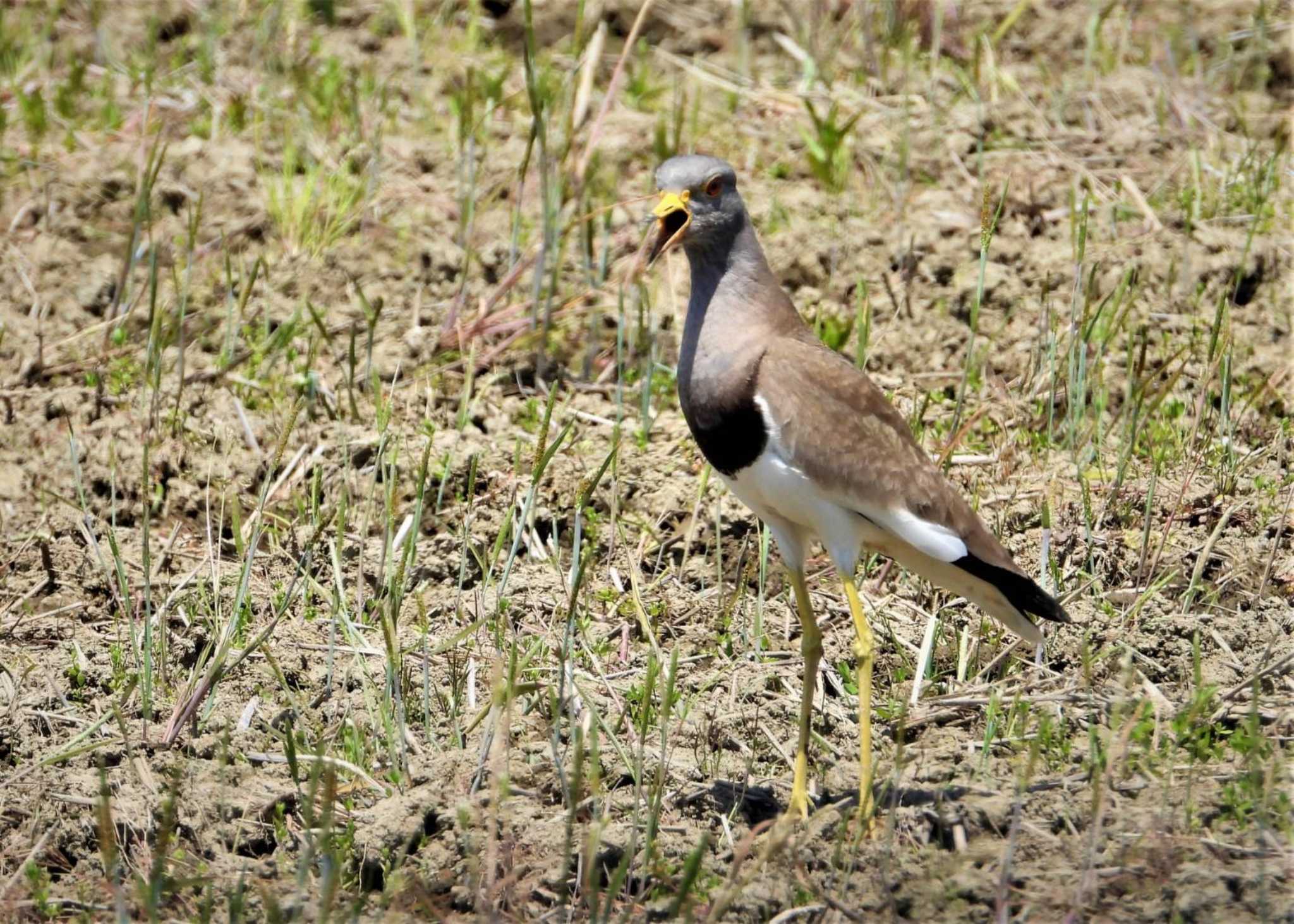 Photo of Grey-headed Lapwing at 浮島ヶ原 by まつげ