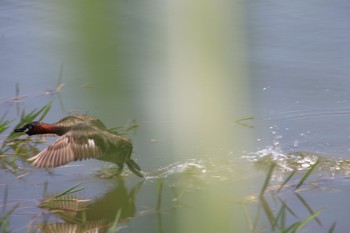 カイツブリ 場所が不明 2018年6月14日(木)