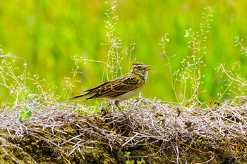 2023年5月1日(月) 小鮎川(厚木市)の野鳥観察記録