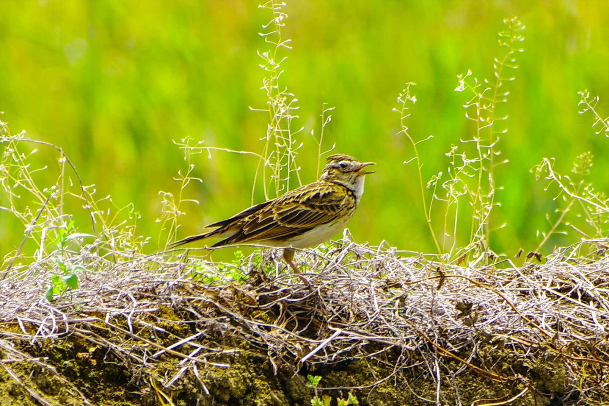 Eurasian Skylark