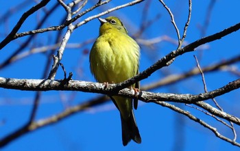 ノジコ 戸隠森林公園 2023年5月1日(月)