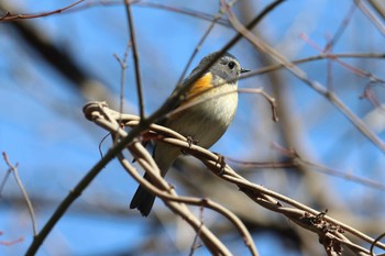 ルリビタキ 明石公園 2023年3月5日(日)