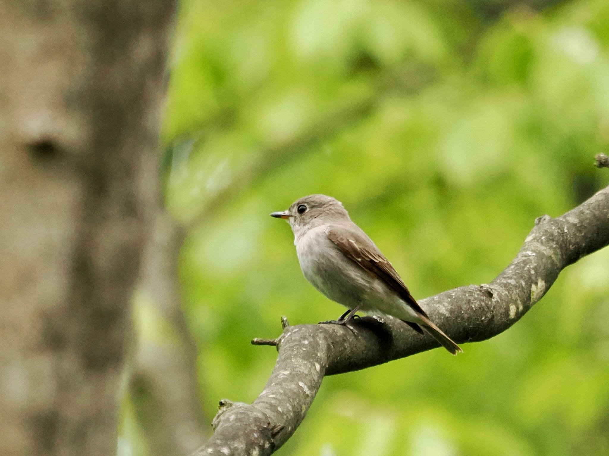 Asian Brown Flycatcher