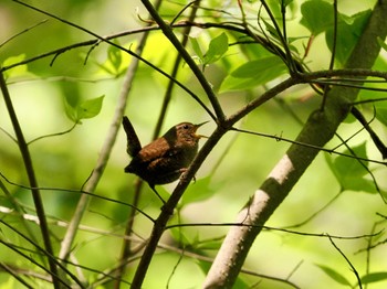 Tue, 5/2/2023 Birding report at Saitama Prefecture Forest Park