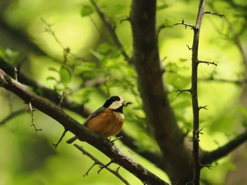 Wed, 5/3/2023 Birding report at Saitama Prefecture Forest Park