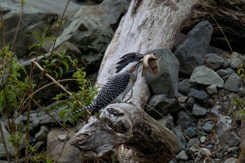 Crested Kingfisher Unknown Spots Mon, 5/7/2018