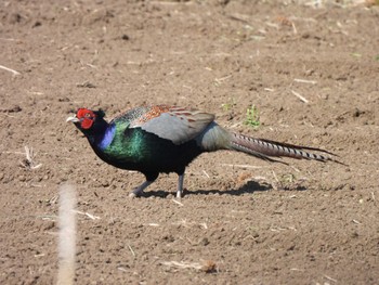 2023年5月4日(木) 引地川親水公園の野鳥観察記録