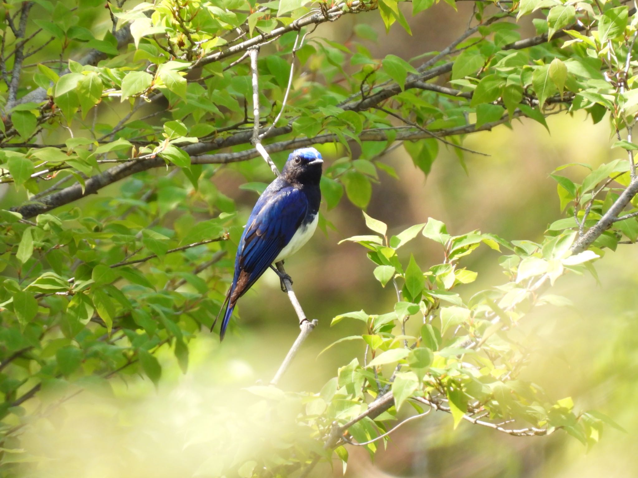 吐竜の滝 オオルリの写真 by 鳥散歩