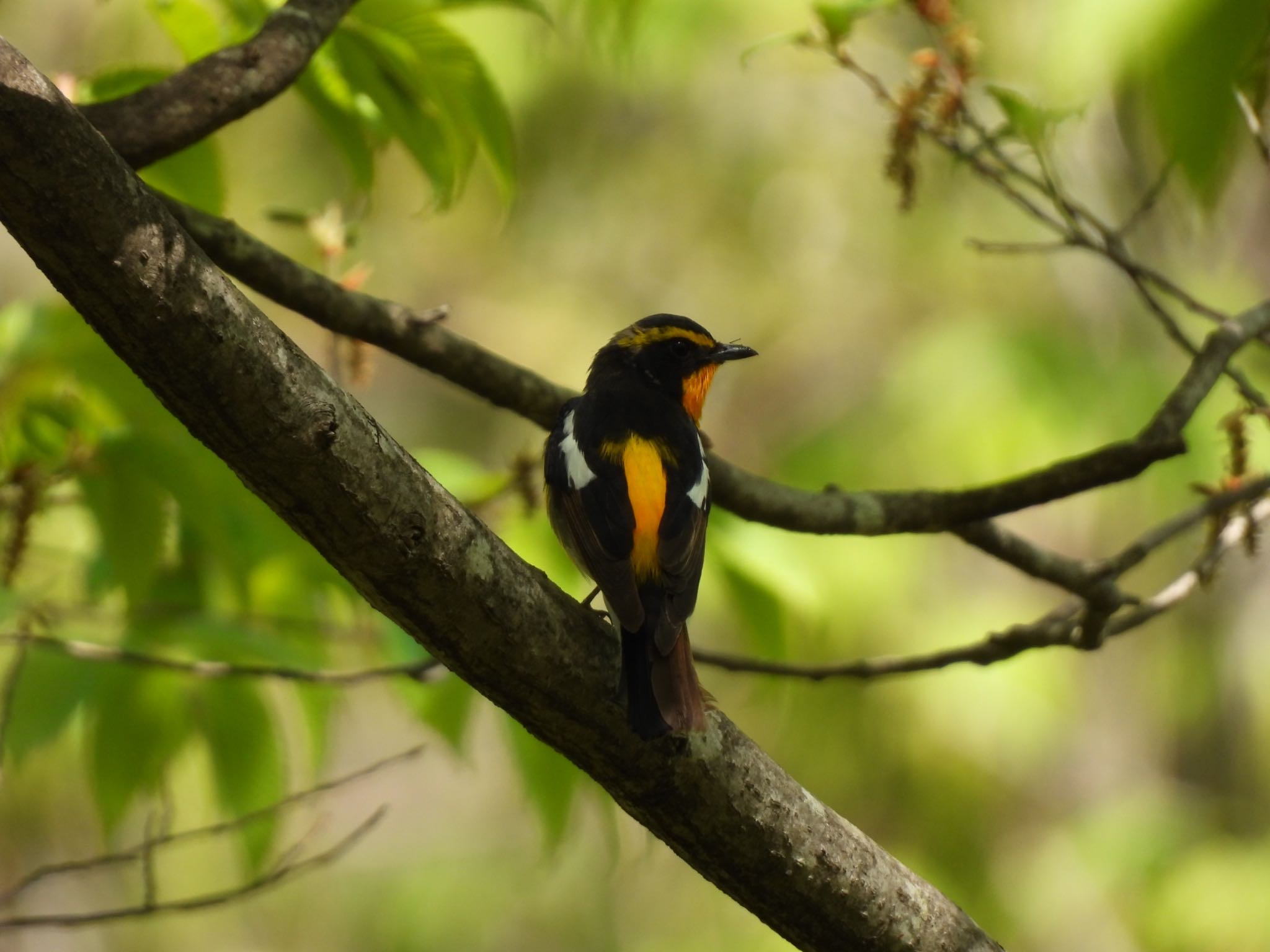 Photo of Narcissus Flycatcher at 吐竜の滝 by 鳥散歩