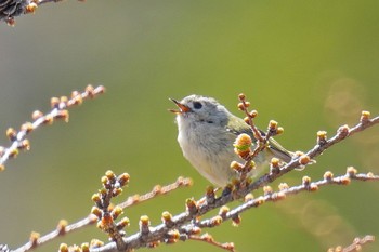 Tue, 5/2/2023 Birding report at Okuniwaso(Mt. Fuji)