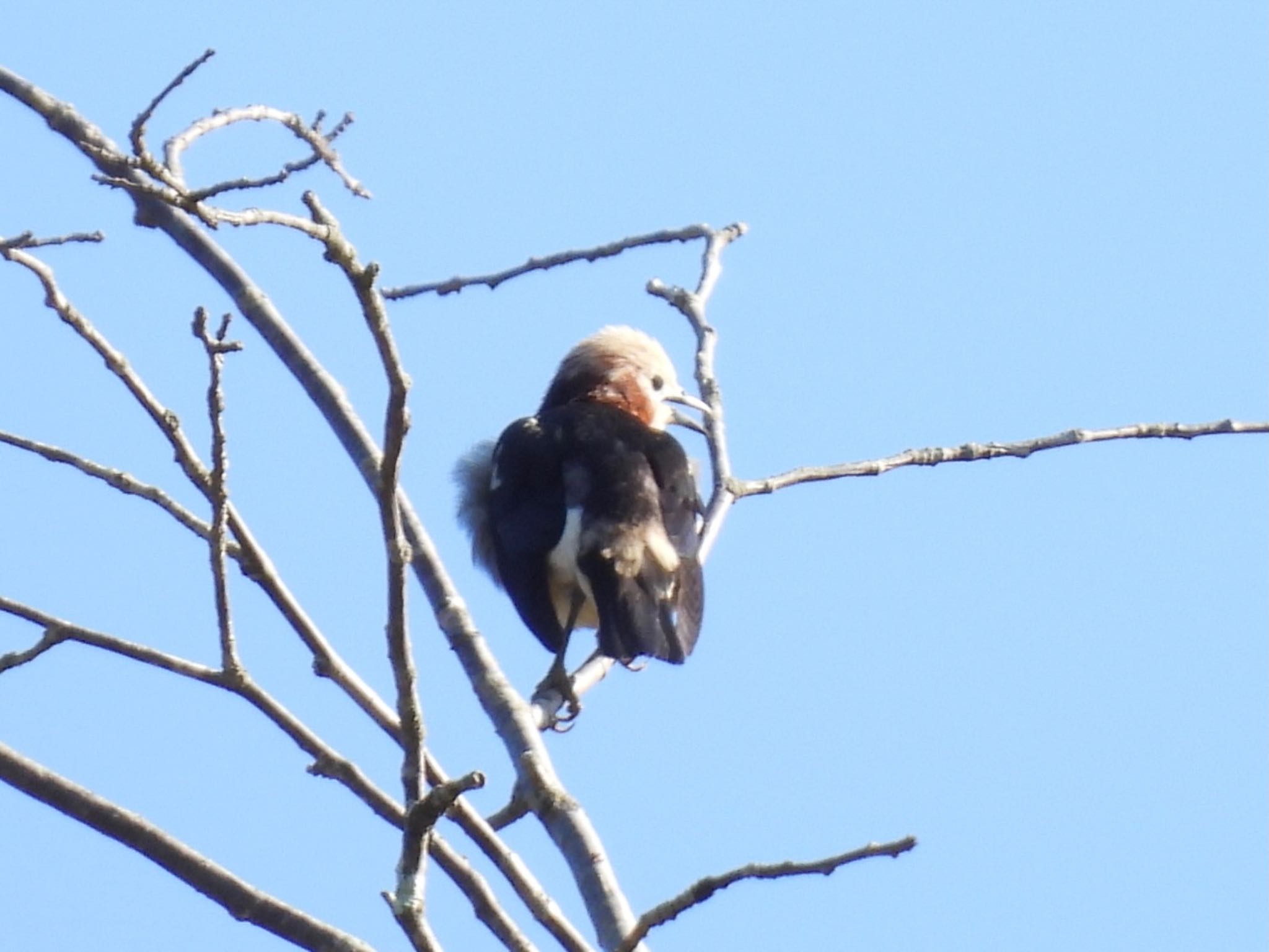 Photo of Chestnut-cheeked Starling at 山梨県甲斐大泉 by 鳥散歩